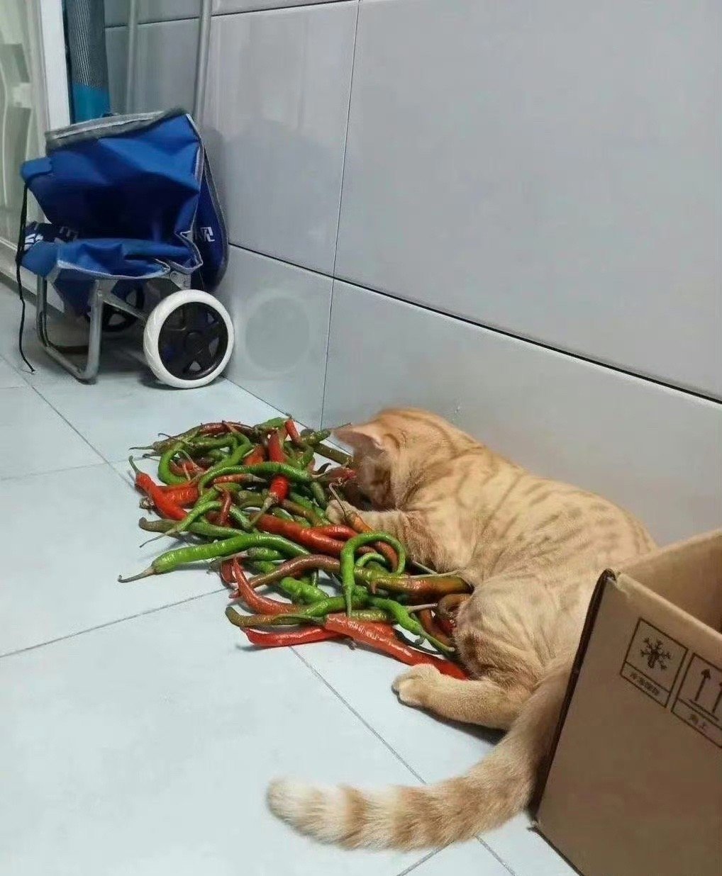 四川猫猫 ​​​