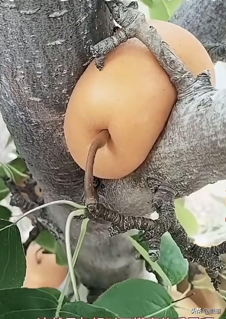 真是服了，42岁女子离异，已有一儿一女。遇见了现在的离异男朋友，已有两个儿子。