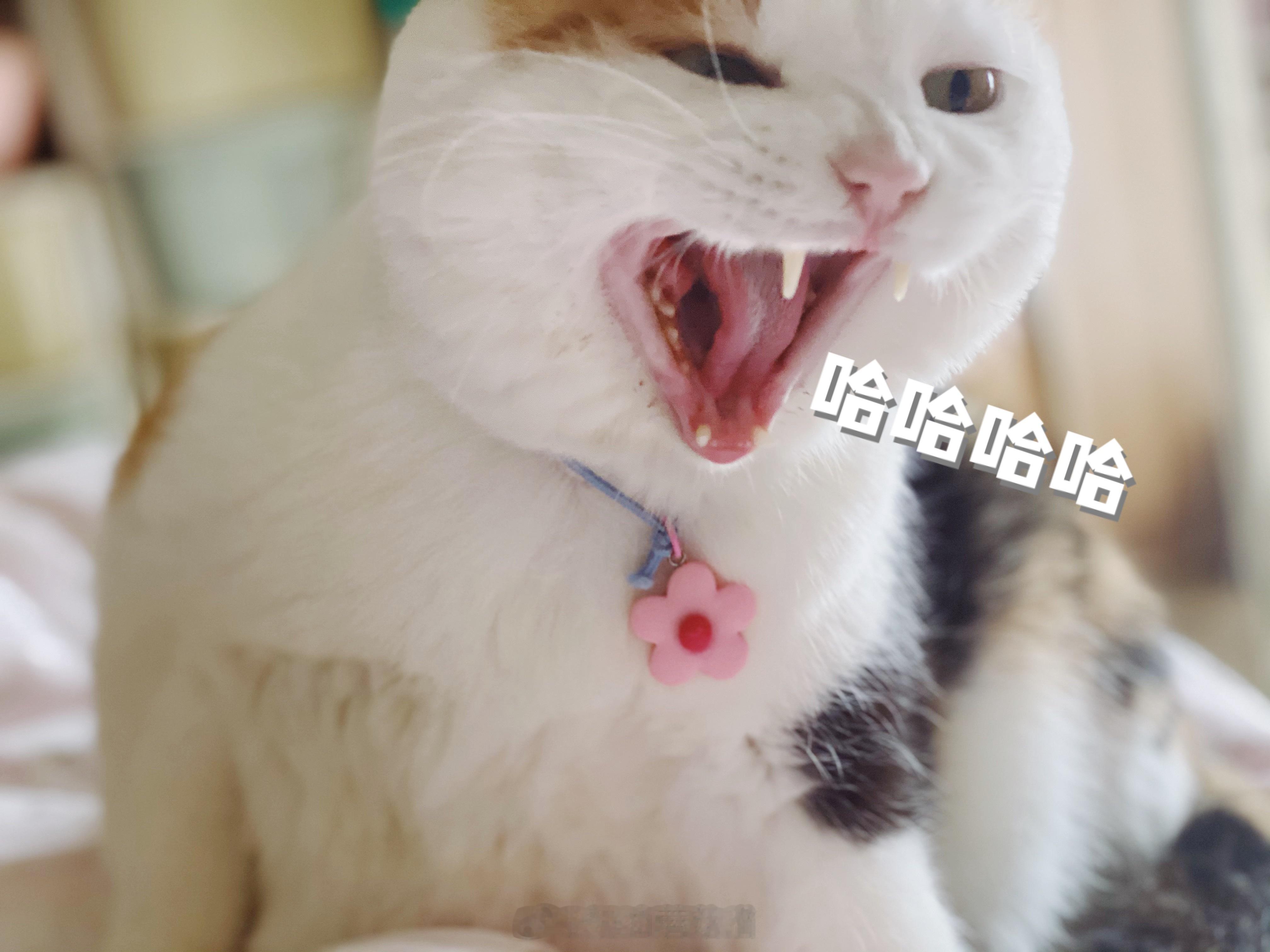 我这两天睡的虽然比较晚，但是睁眼就是要起床的时间了。🍄：花妞这两天还挺懂事的～