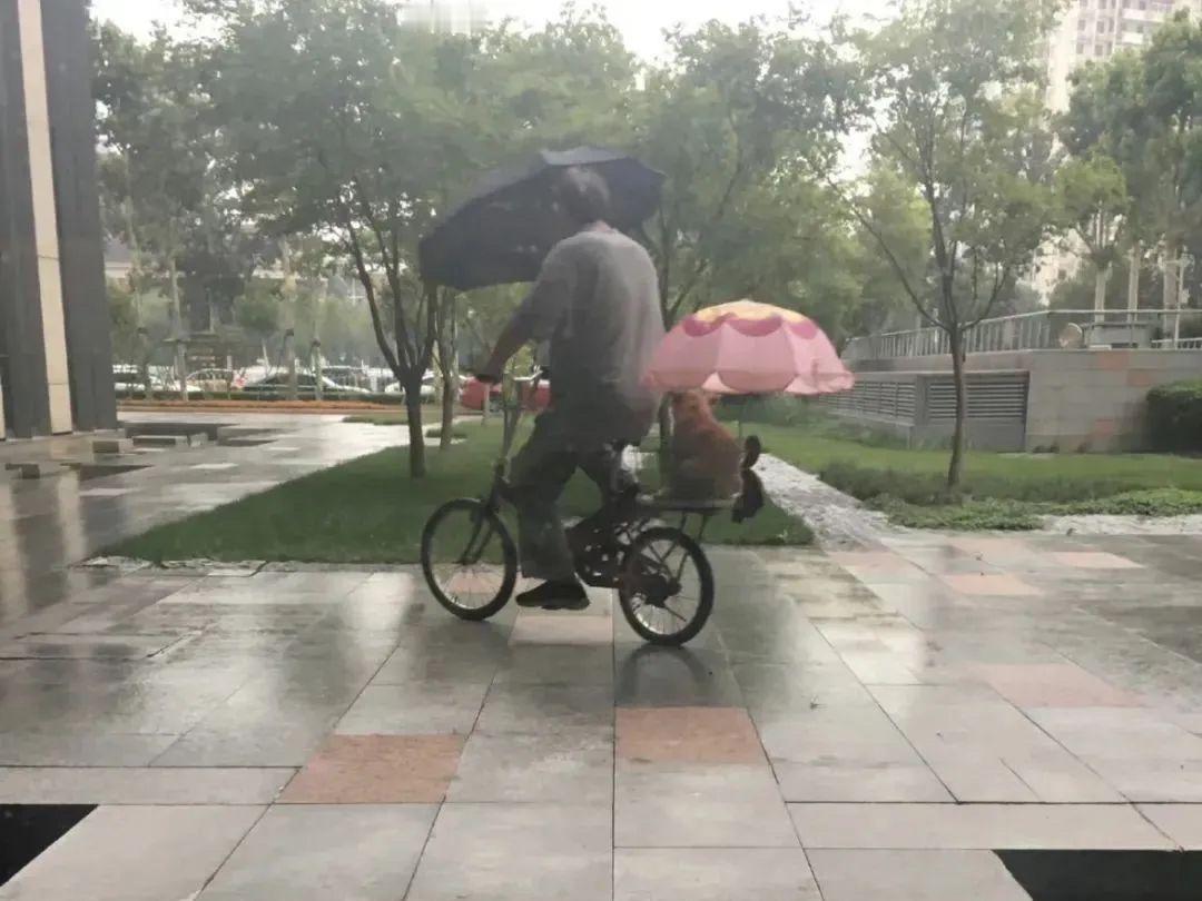 原来骑自行车打伞是属于违反交规的，可以处以50元罚款。雨天骑自行车打伞太普遍了吧