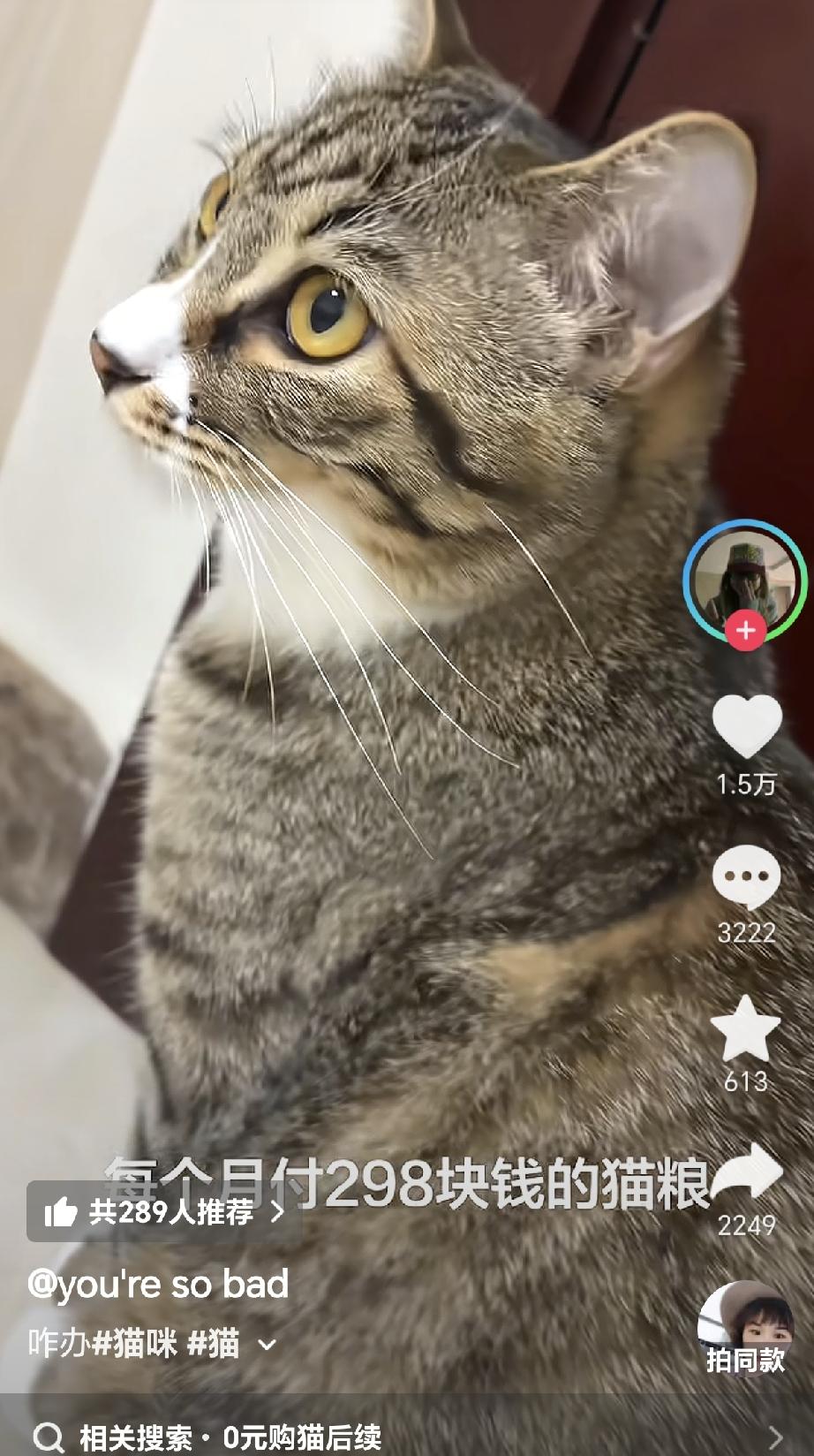 女孩刚高考完就刷视频买了个0元购小猫咪来养，但是没想到0元购才是最大的陷阱，商家