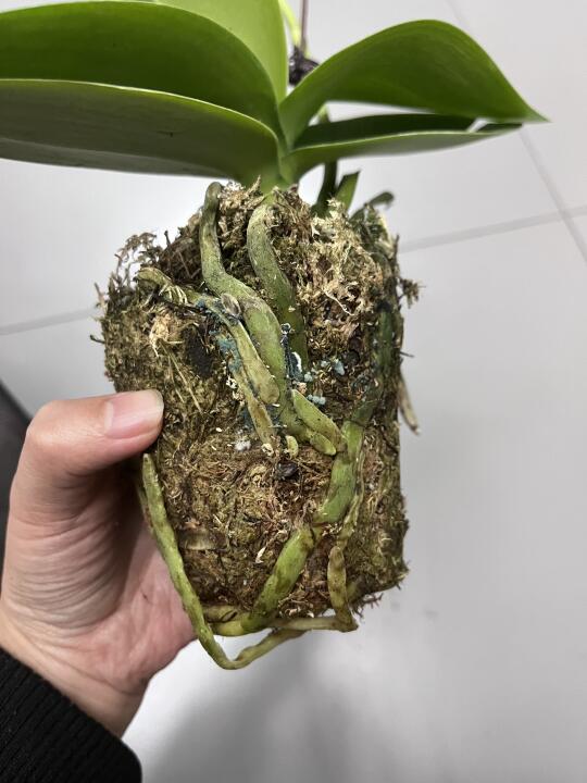 蝴蝶兰花友求助！又双叒叕烂了！