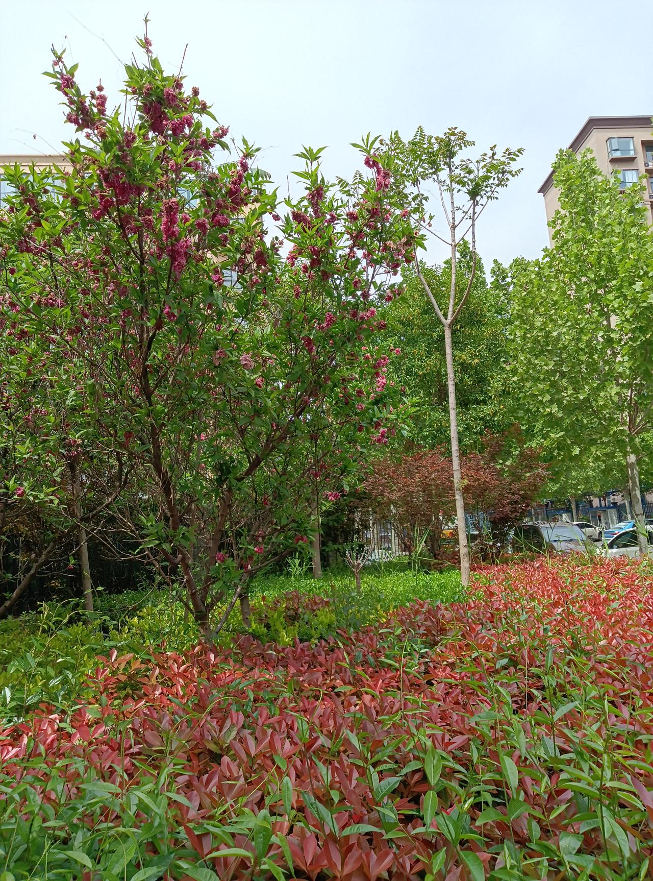 楼下的小公园又到了最热闹的季节～
紫叶桃热热闹闹地开着粉花，红得发亮的石楠叶子铺