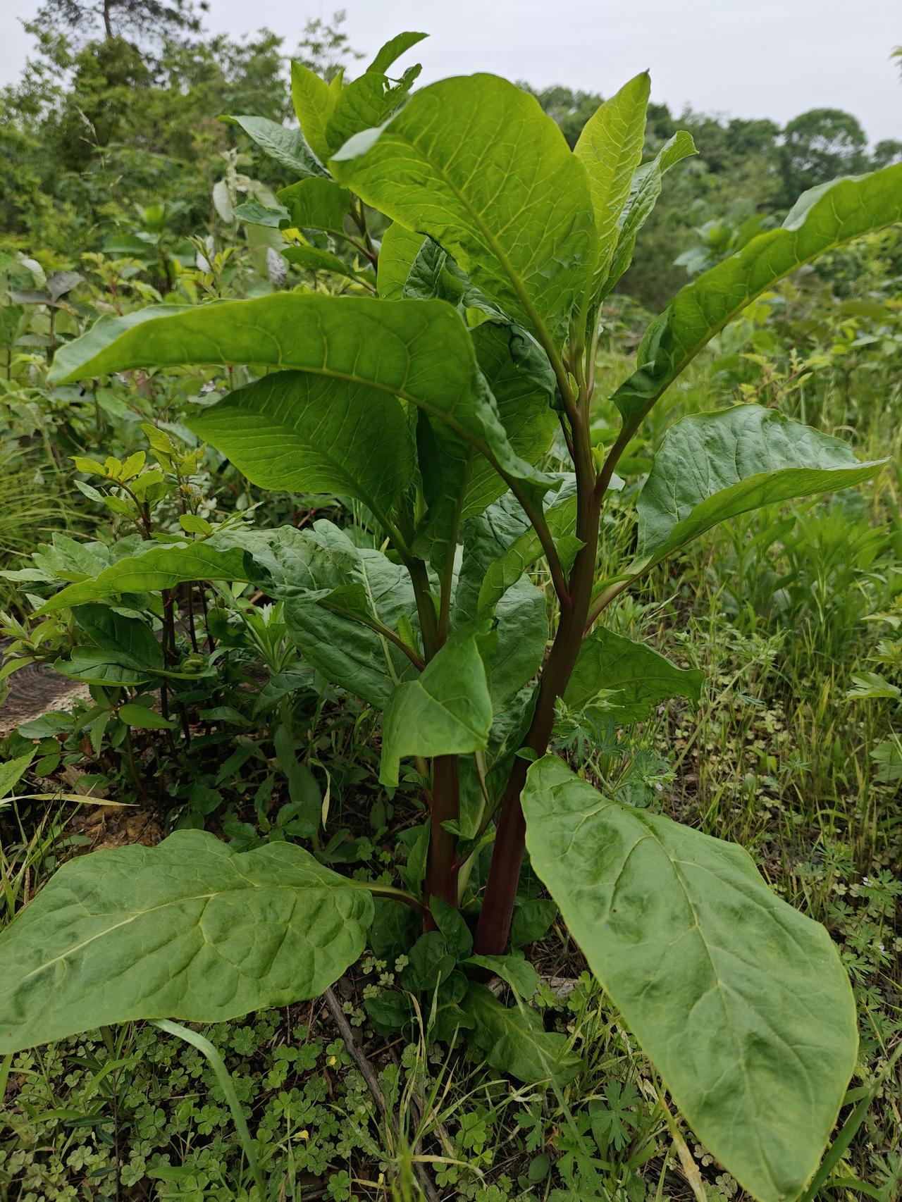 晒出你的本地生活谷雨时节，鄂北双峰山林区草木葱茏。晨光下的野生莴苣叶片翠绿，生于