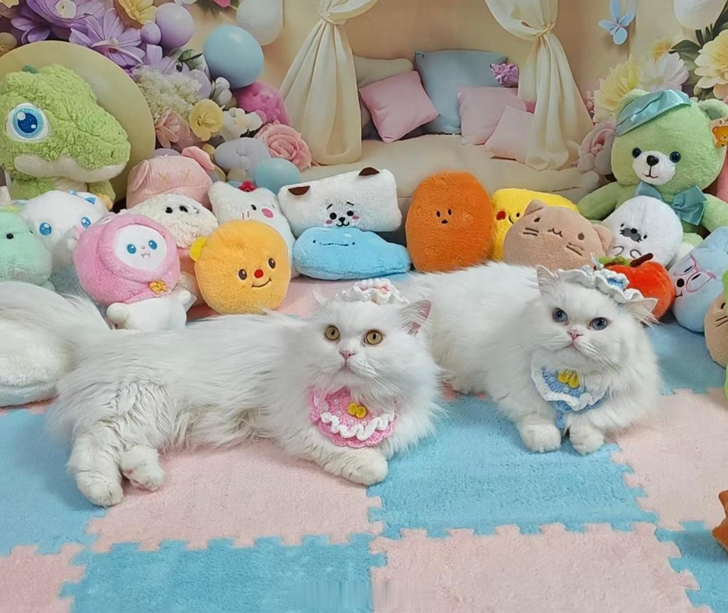 咪：好了好了，别拍了！ 