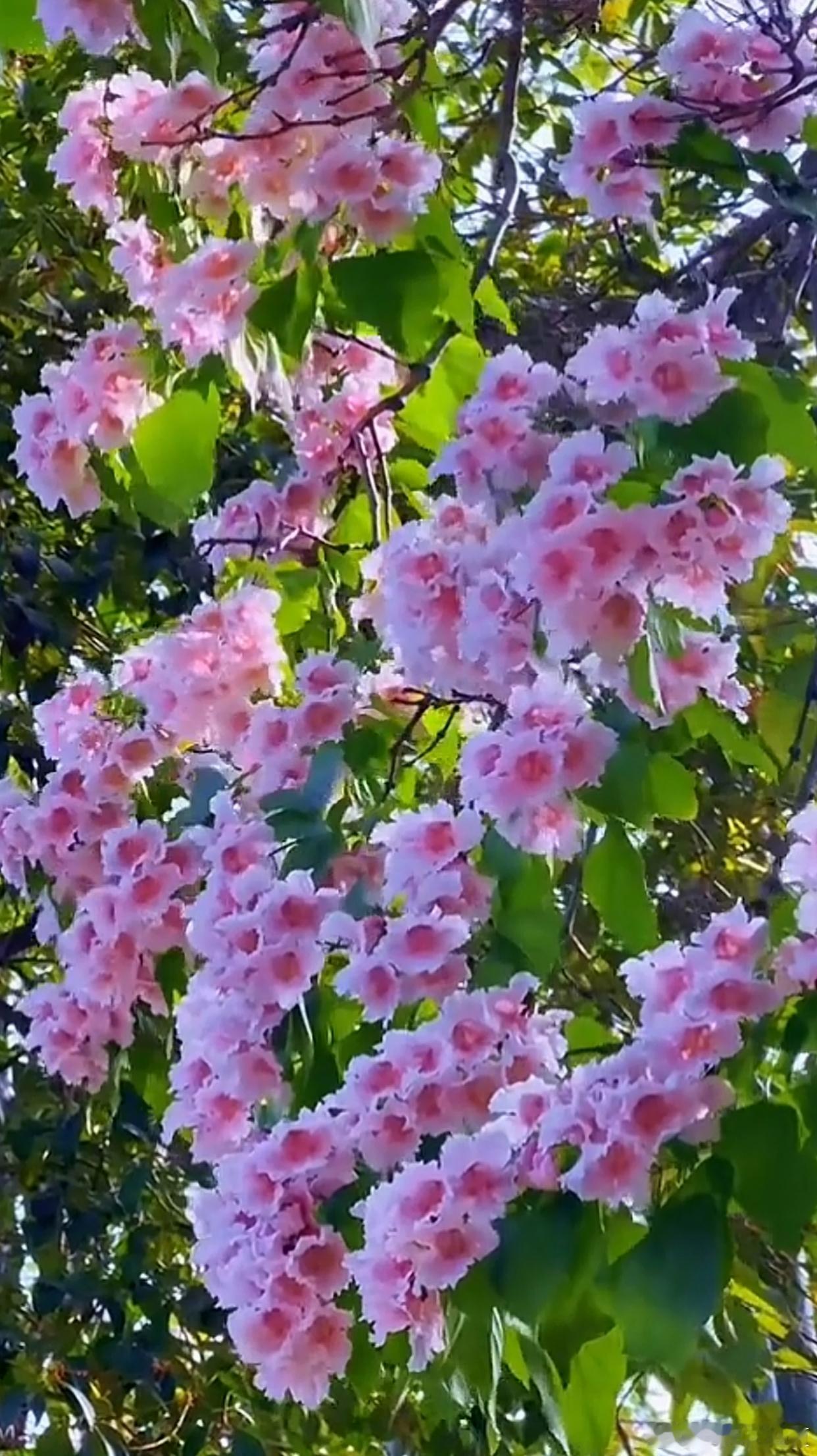 静坐闲庭，慢煮时光，与花草风月相伴，日子芬芳～ 