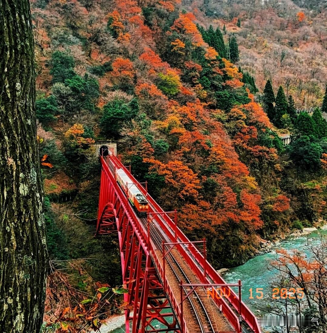 整个日本国内，
我估计都要哀声一片！
要知道本来十一月中旬和十二月初，又是中国人