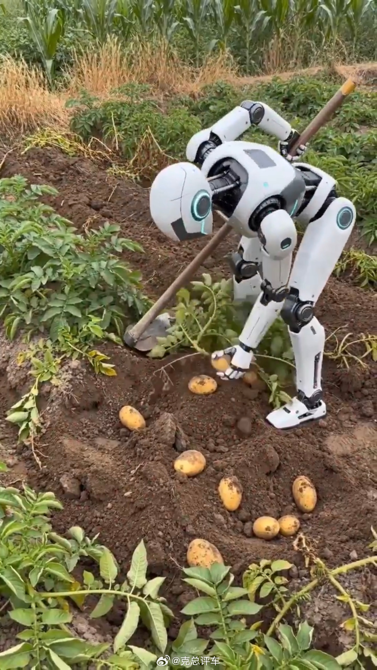 机器人干了收割机的工作。感觉再不努力，连种地的机会都没了，如果锄头不进化，机器人
