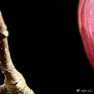 每日一善每日一善 做一个安静细微的人，于角落里自在开放，默默悦人，却始终不引起过