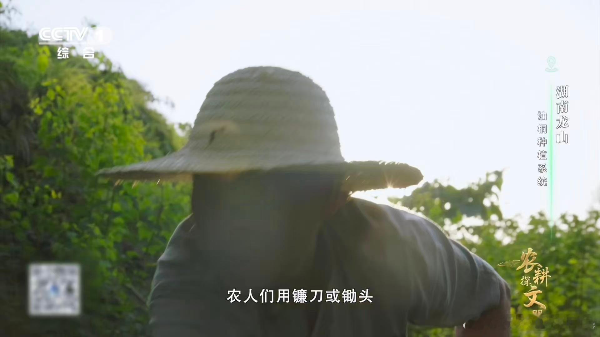 羊羊羊化身除草特工队湖南油桐林山羊立大功 乌皮山羊组成的除草特工队战斗力直接拉满