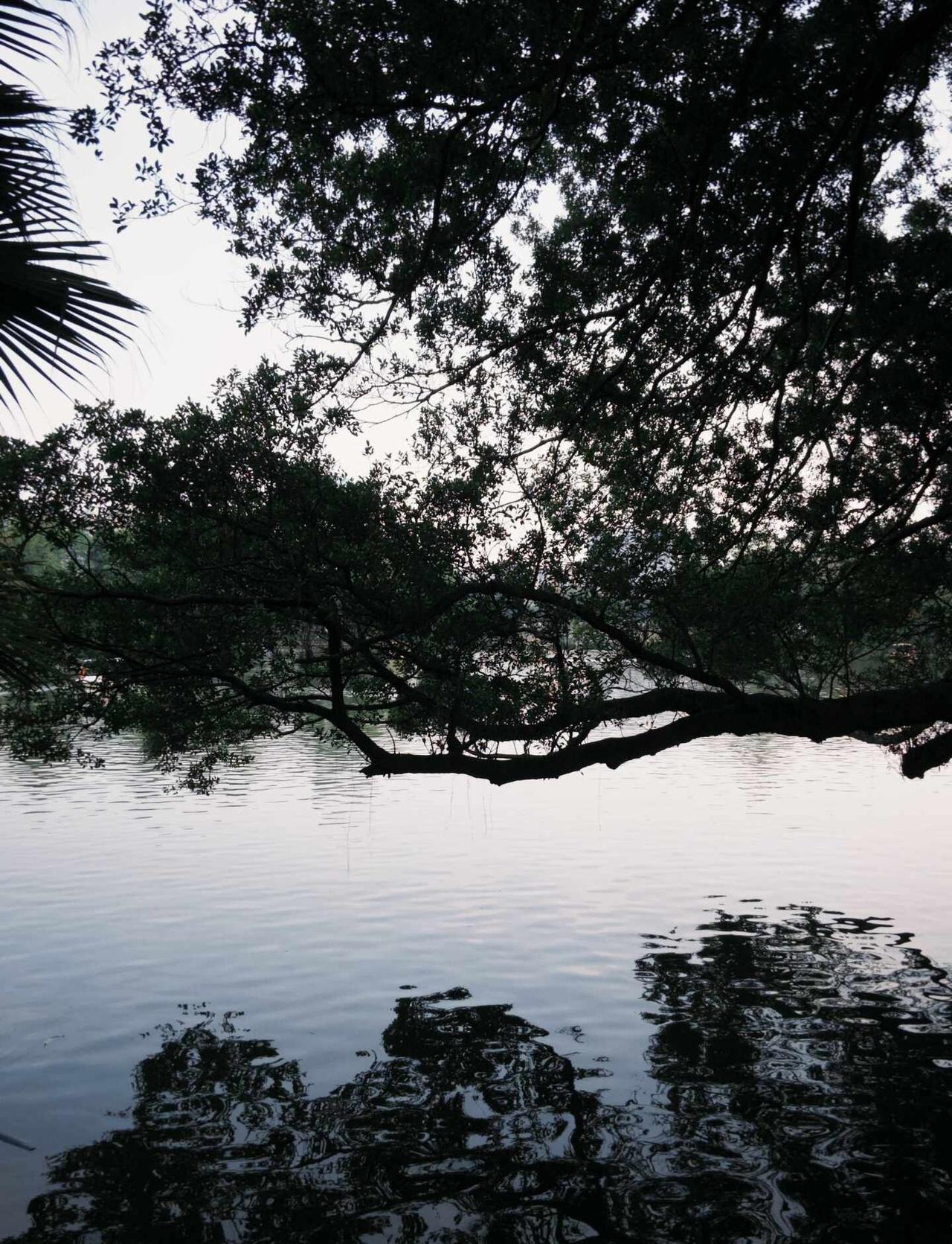 广州｜东山湖公园
广东宝宝有自己的西湖
	
树会知道春的来意 逛公园 沉浸式逛公