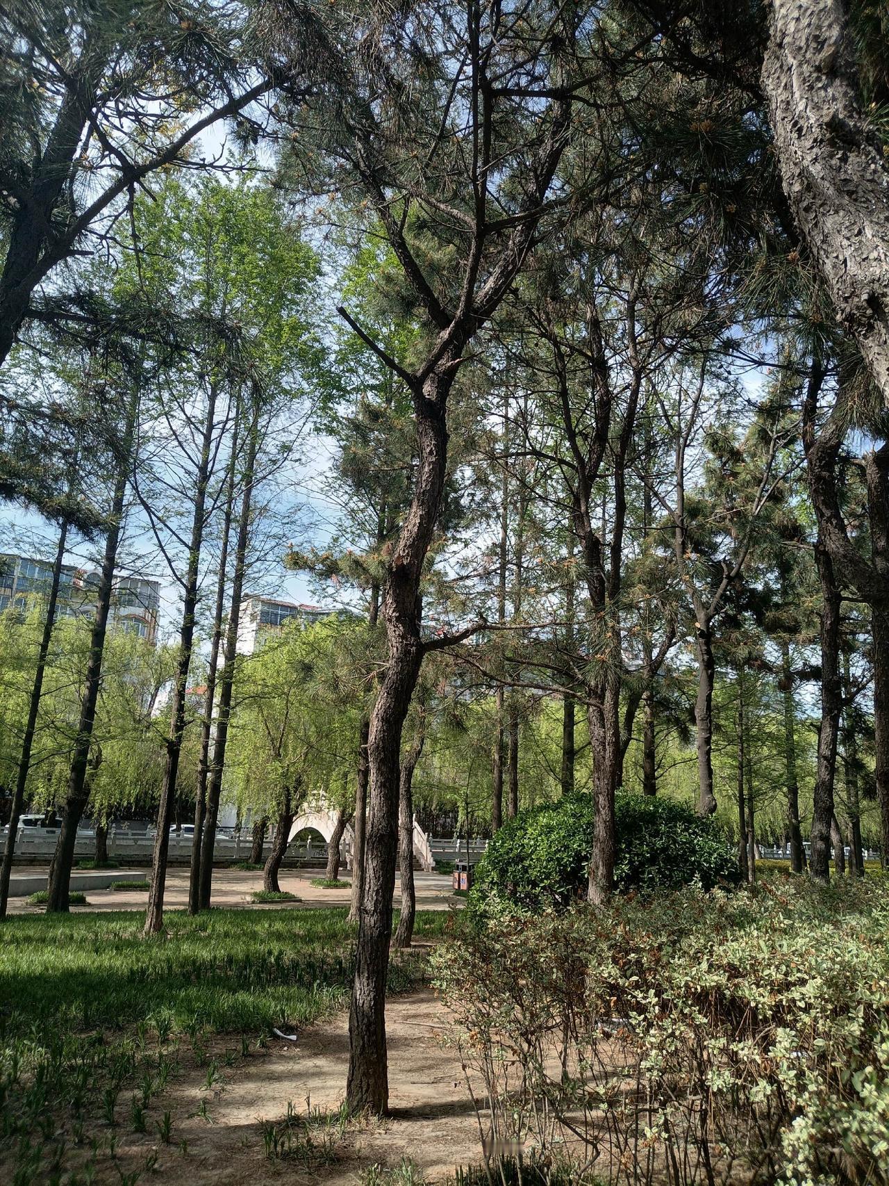 晴日林间，松影筛光，心随清风慢下来，暂忘尘嚣，只留一份安然与松弛。树木景观 原创