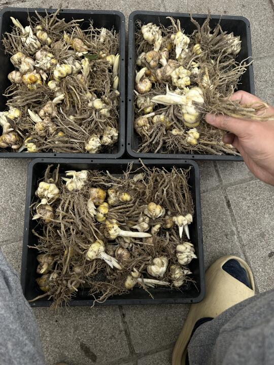 挖了三盘好东西😉