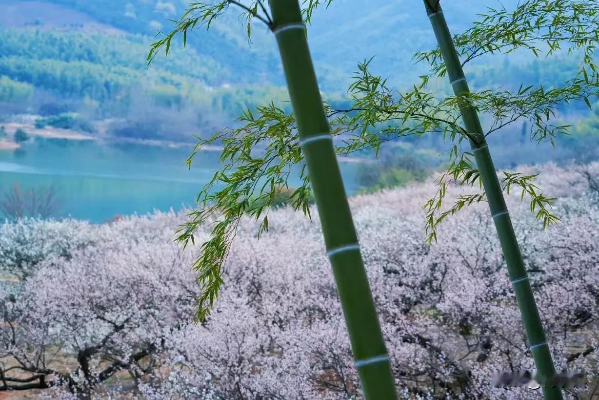 宜兴茗岭淦里水库的青梅林开花了，是那种瞬间的夜放花千树，惊喜呈现江南春天。宜兴张