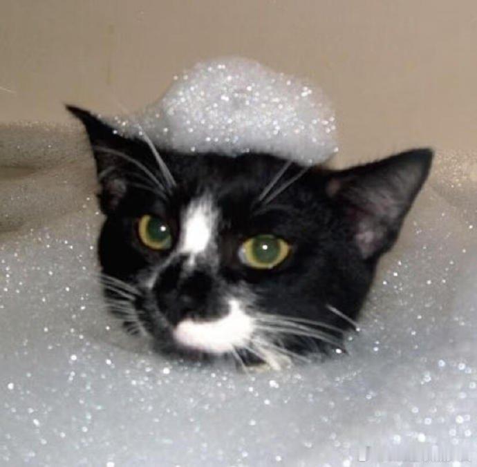 萌萌奶牛猫 