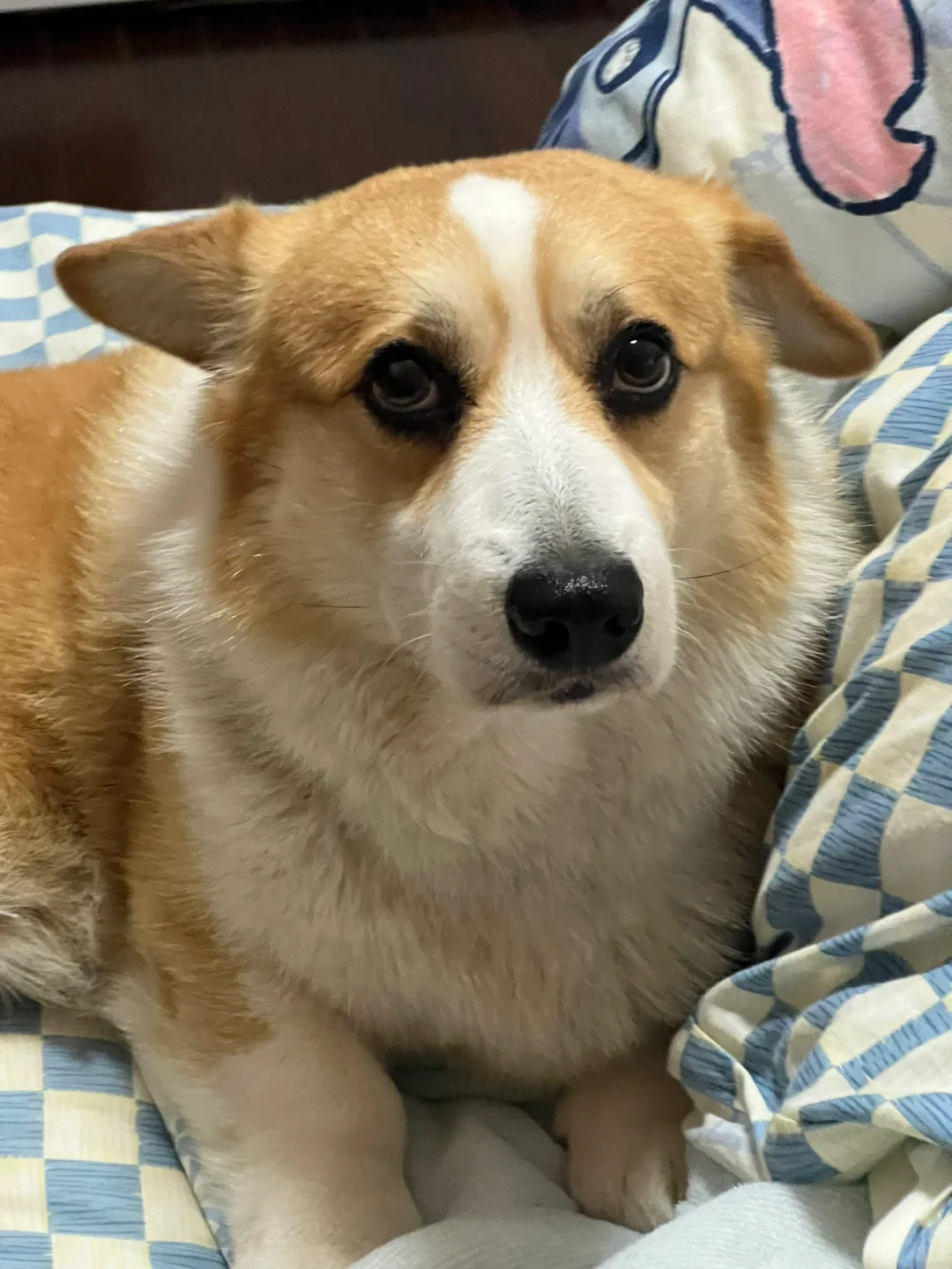 已经基因检测到底是不是柯基了（结果已出）