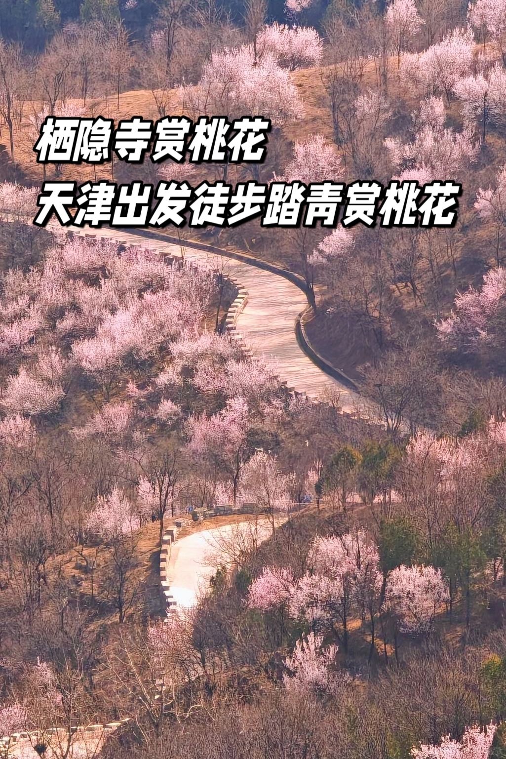 看满山桃花就是现在了！栖隐寺赏花路线来啦