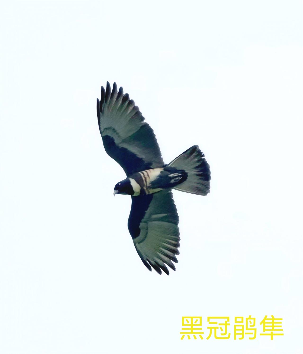 今天暴雨太大了，全身湿透，就为了拍鸟[笑哭]