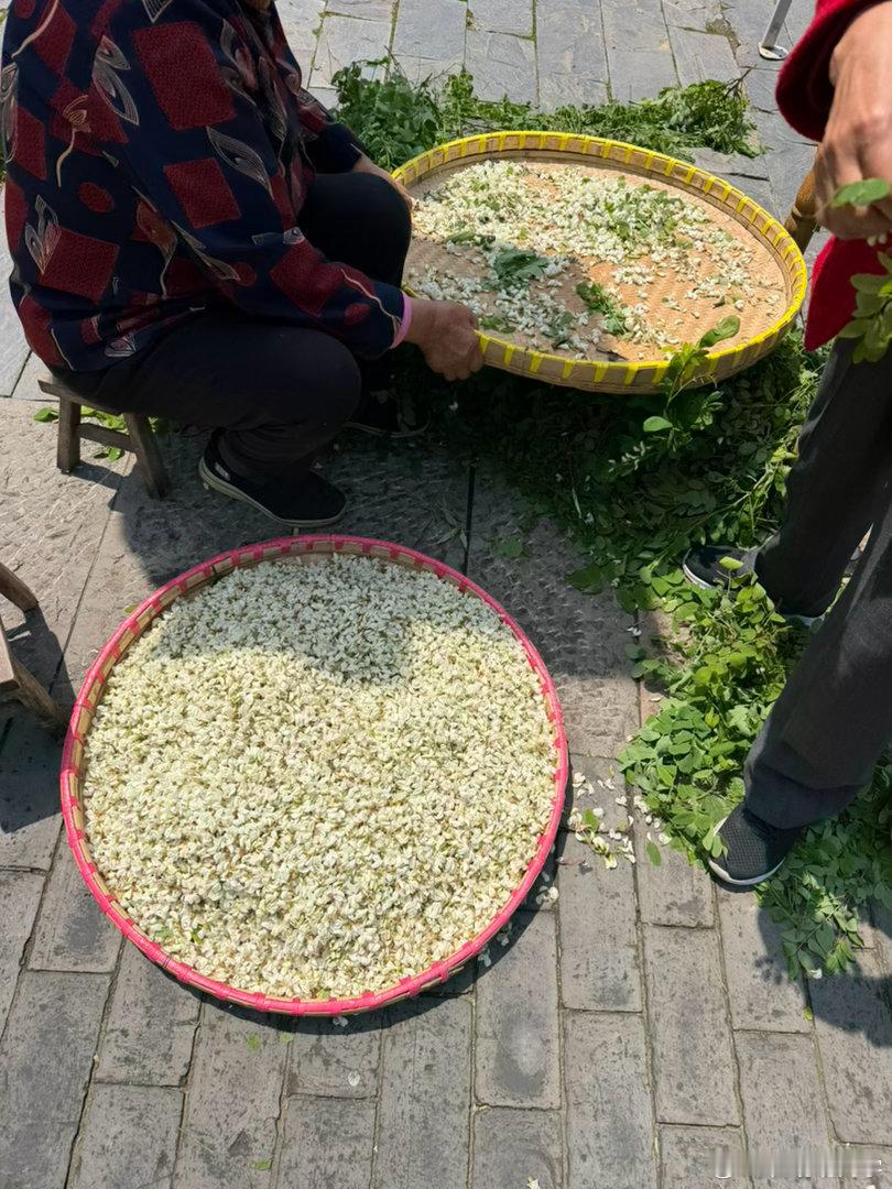 今年的第一口乌饭 南京