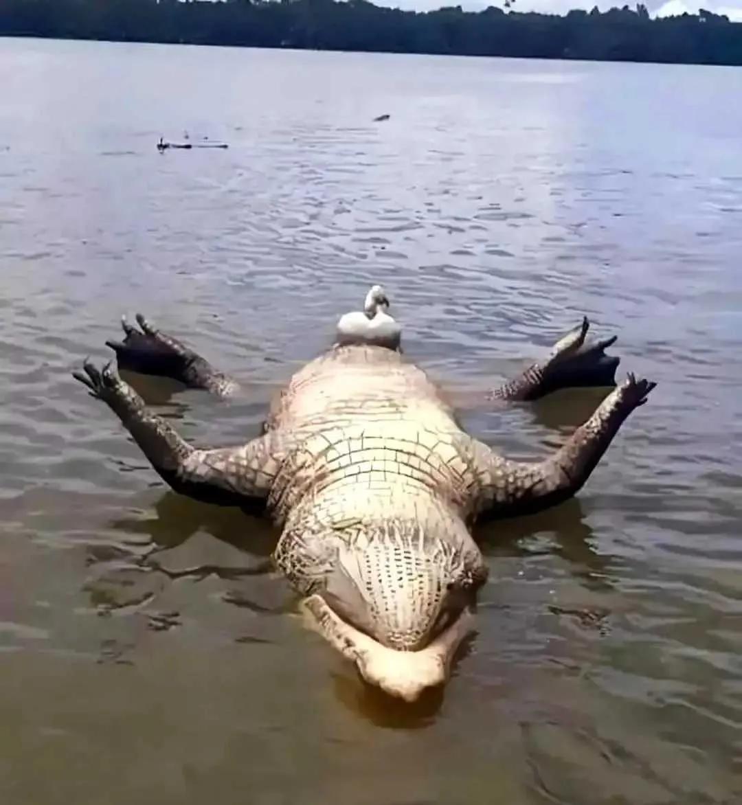 这只鳄鱼🐊是死了吗？