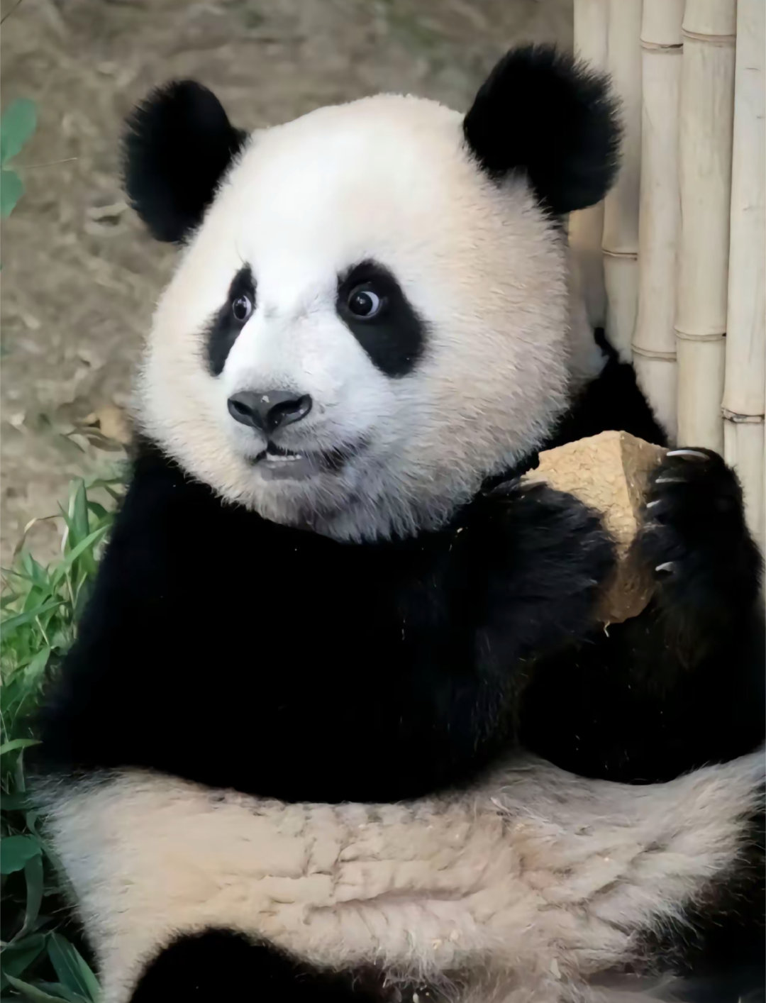 睿宝: 啊！嘴嘴快吃，妈妈要来了！🐼 ​​​