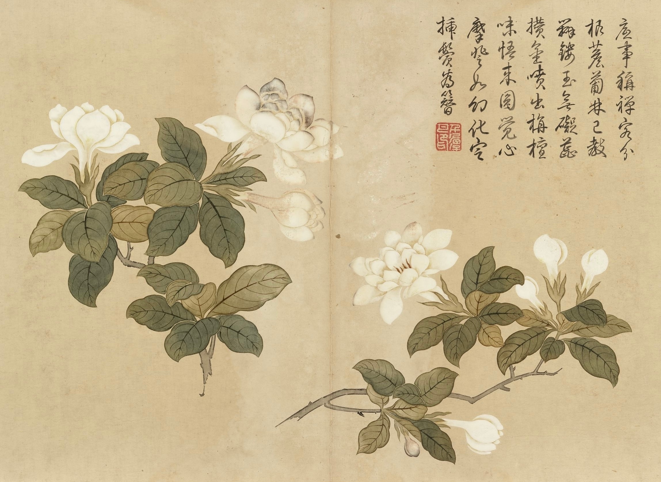【清朝状元画的十二种夏花】-百合、榴花、茉莉、石竹、蜀葵、夏菊、萱草花、栀子花、