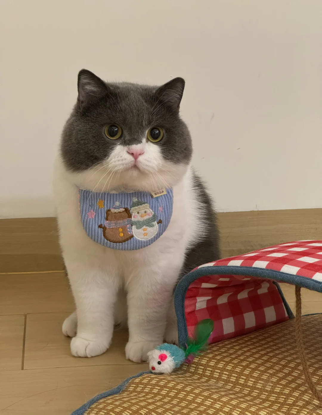 说它是只小猪 还不信呢