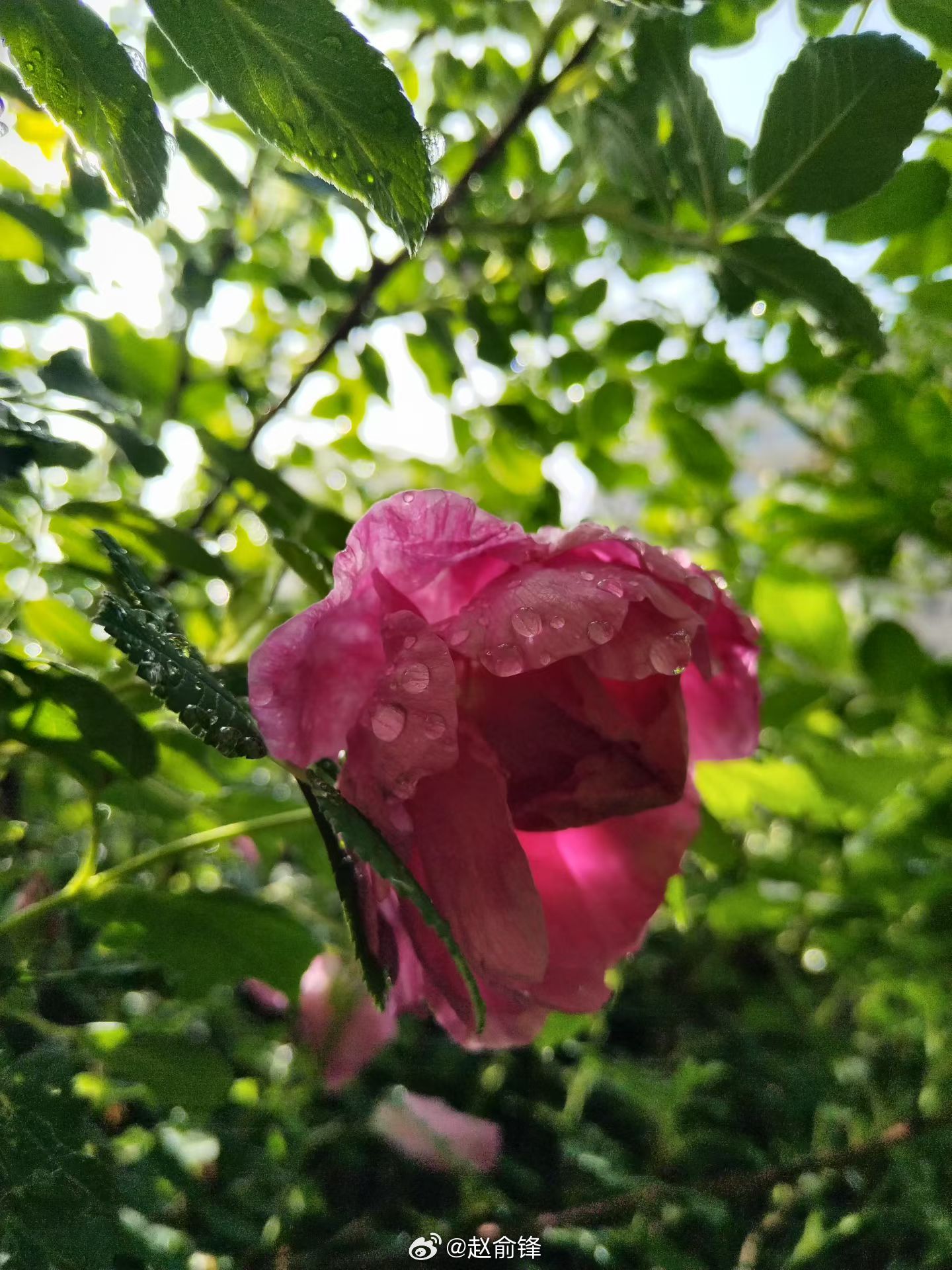 昨夜雨疏风骤，浓睡不消残酒。试问卷帘人，却道海棠依旧。知否，知否应是绿肥红瘦。 