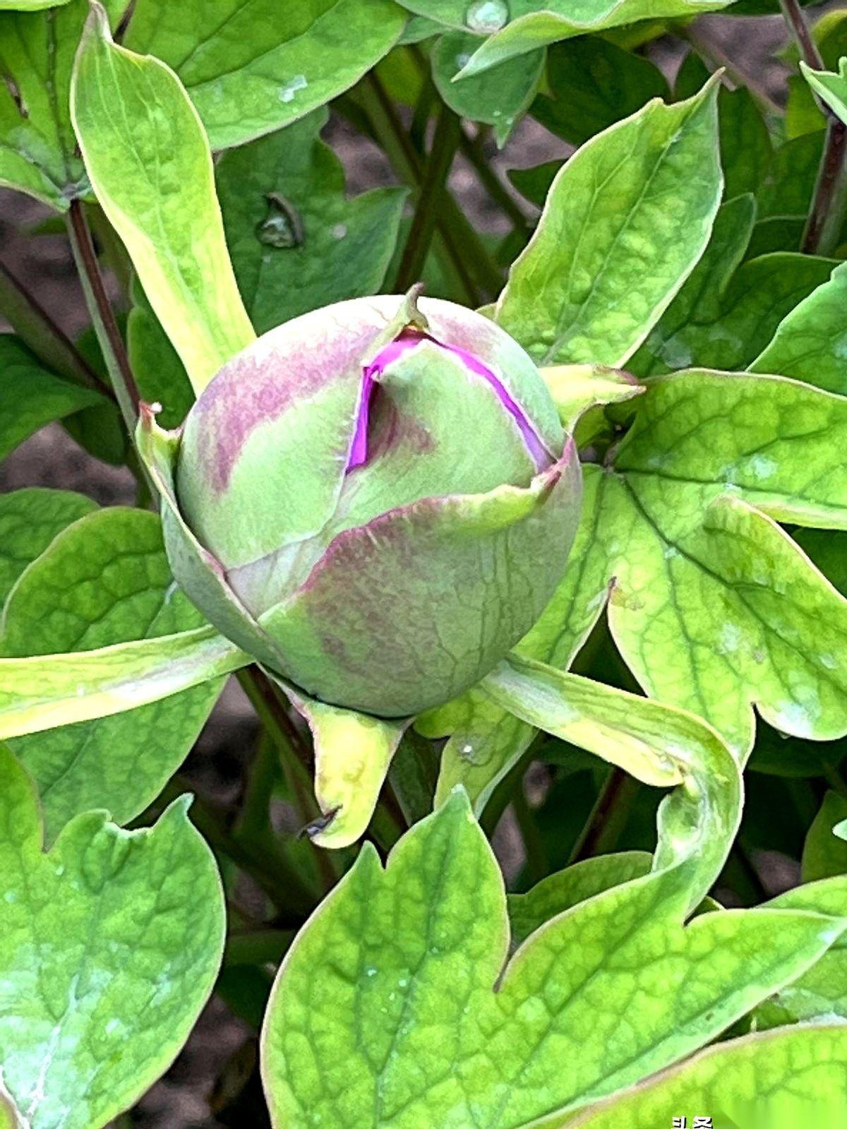 洛阳王城公园售票口，那大姐把钱往我手里推了三次。
她一脸实诚地看着我：“里头真没