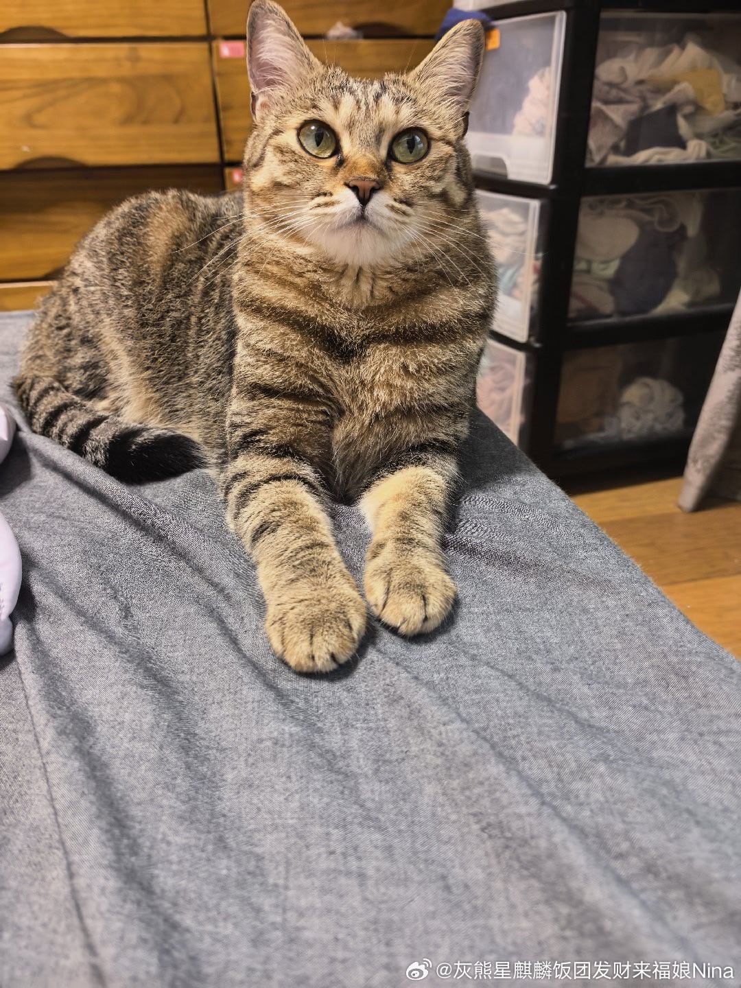 猫身猫面像妮娜一家来福是只小狸花萌宠的日常