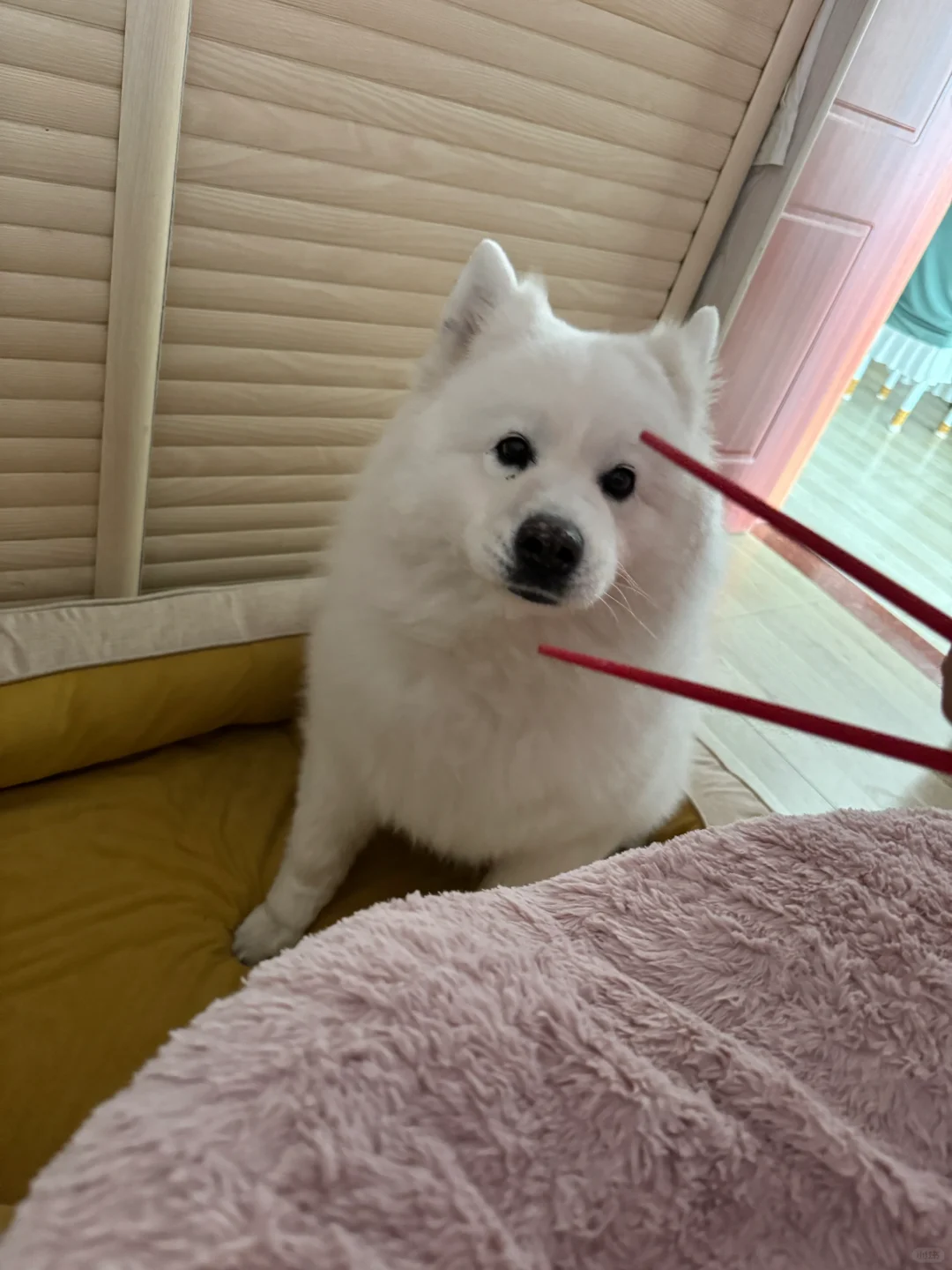 猪咪日常大放送