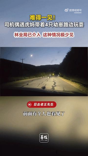 吉林延边安图县，一男子开车走林区公路时，偶遇了一只母虎带着4只幼崽，只见几只幼崽
