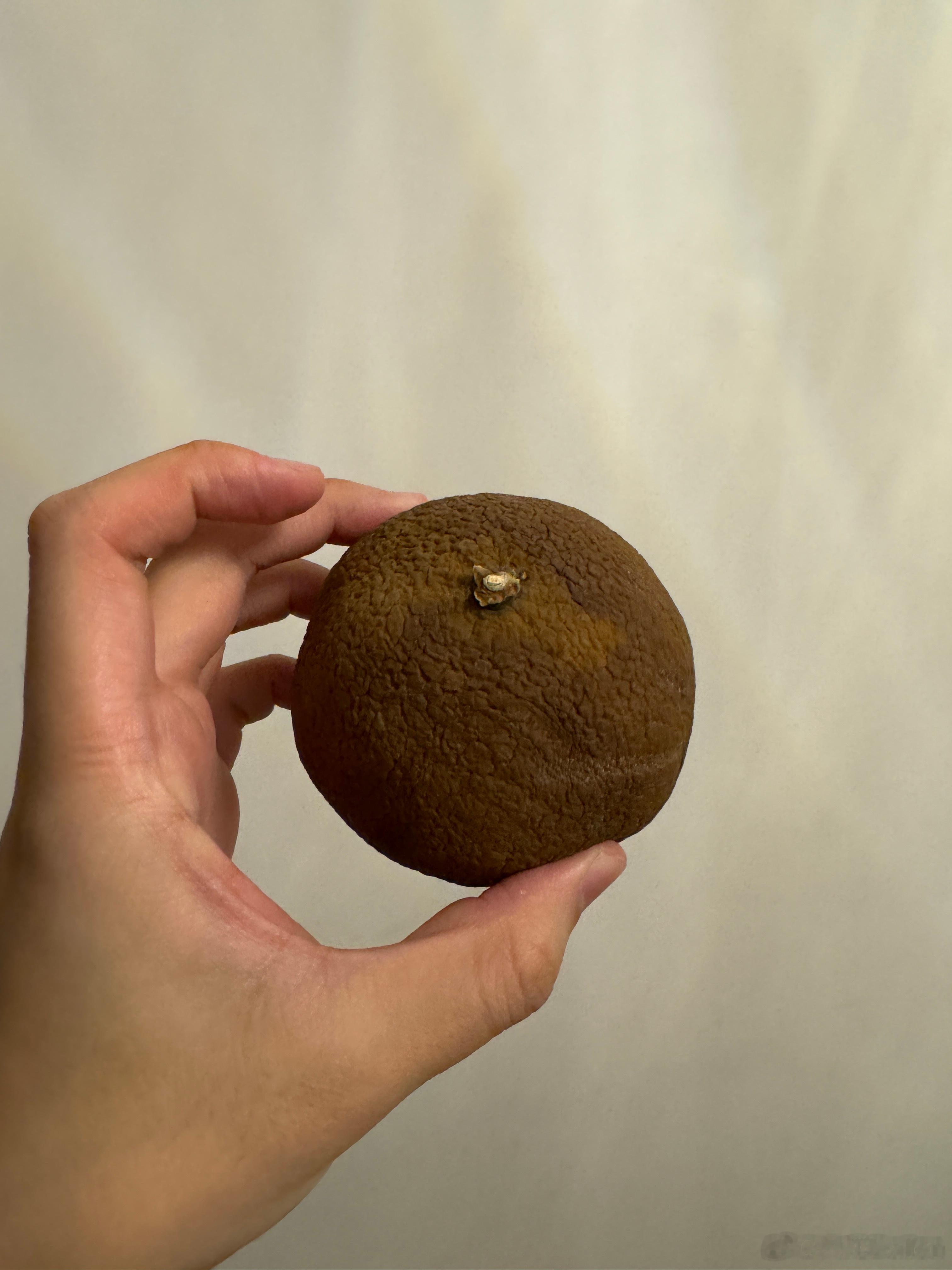 在工作室看到了一个像橘子的东西，仔细一看，确实是一个坏掉的🍊[允悲][允悲][