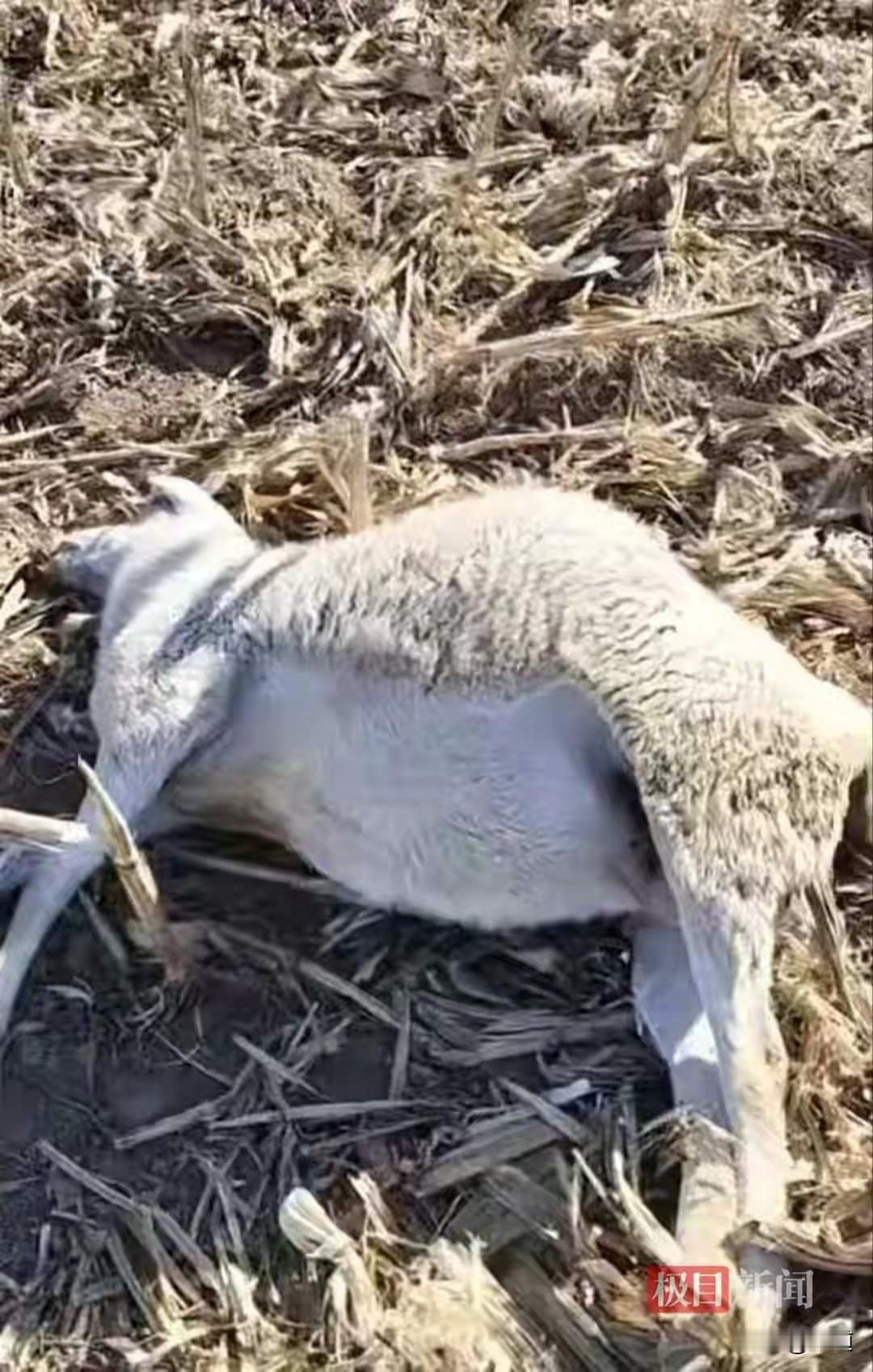 山西晋中，一男子在地里放羊，突然发现大部分羊倒地不起，经过清点，羊死了110只，