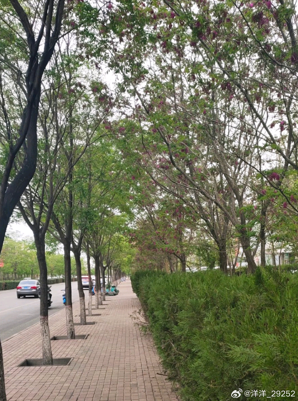 洋洋高锐“……痴爱·在哪”◎傍晚……来到这眼前的槐花……红透了心也……红透了◎可
