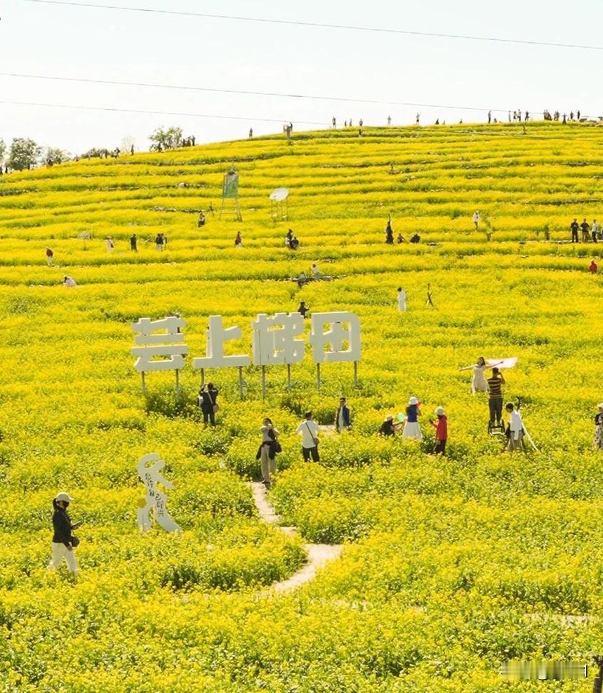 你相信这是北京吗？
如果我不告诉你这是北京温榆河公园的“芸上梯田”，你一定以为这