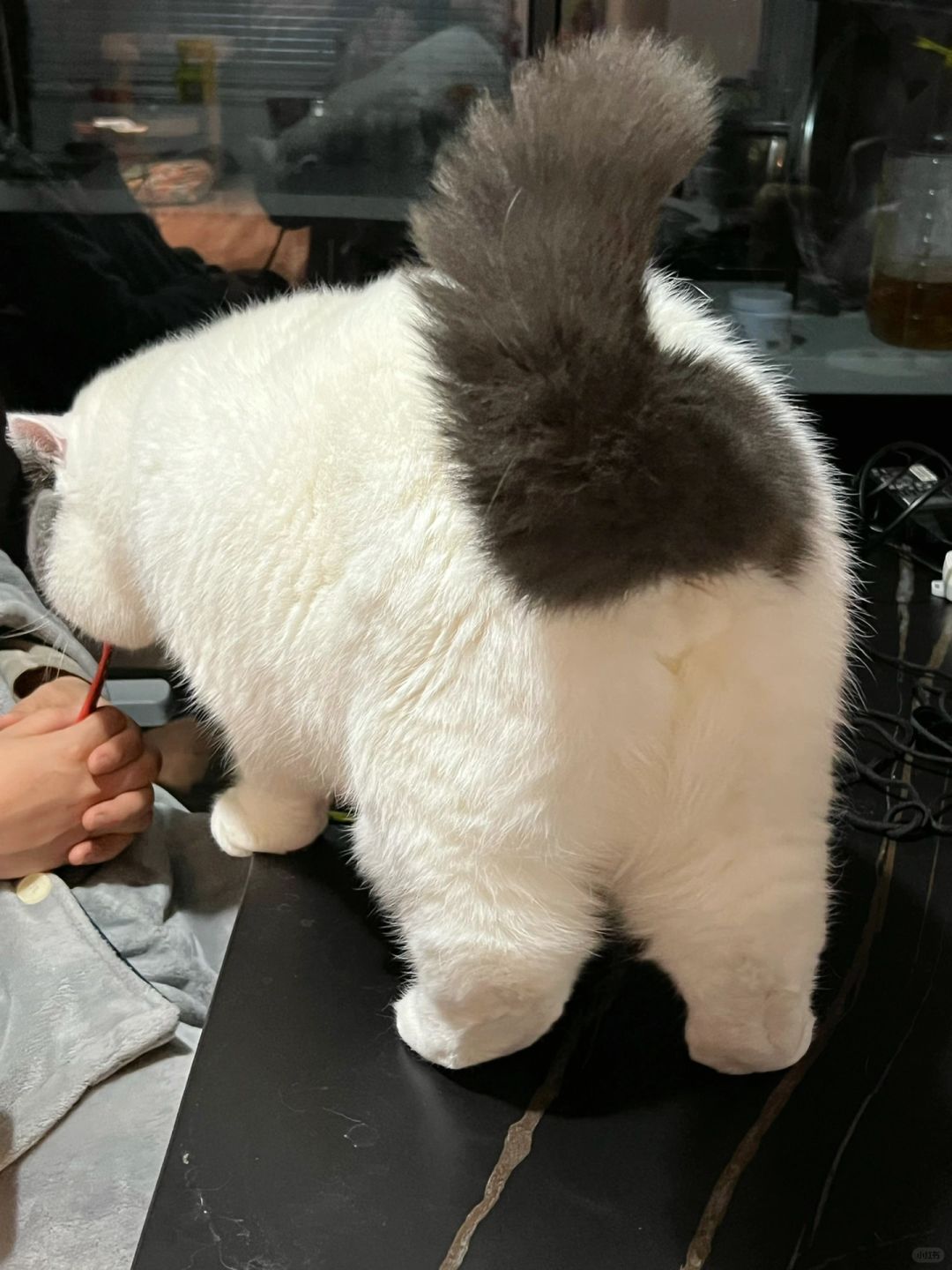 猫：放心我不会放屁的！你们尽管看