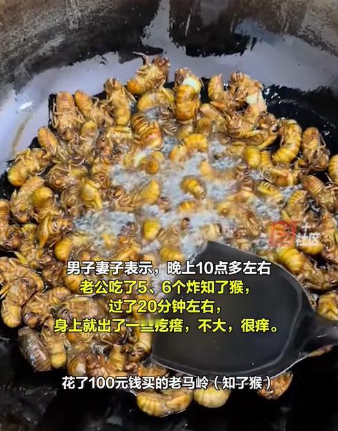 看你还敢不敢吃！河南洛阳，男子嘴馋100块买了袋“知了猴”，没想到起锅炒好后吃了