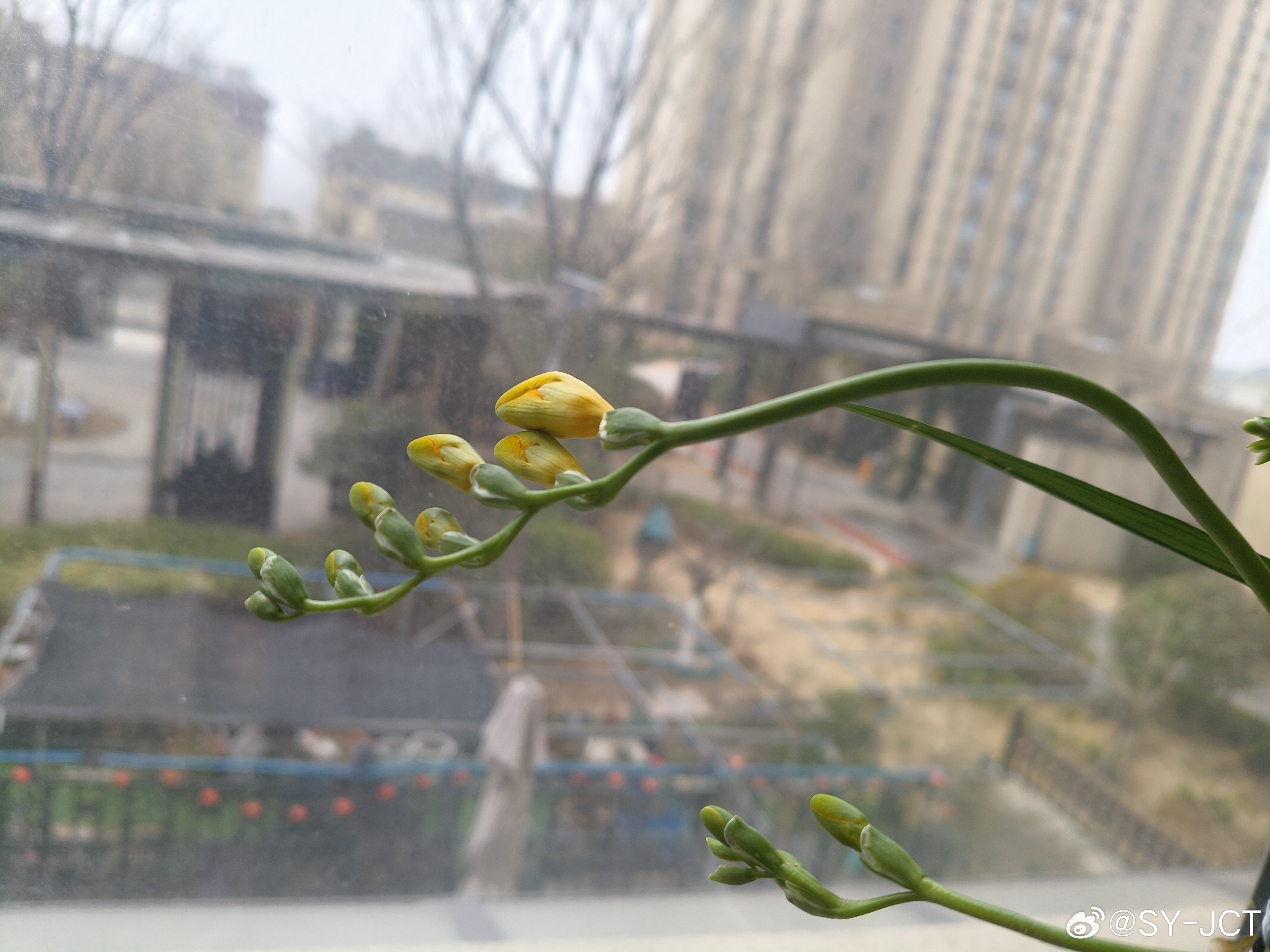 香雪兰花开， 清香怡人 