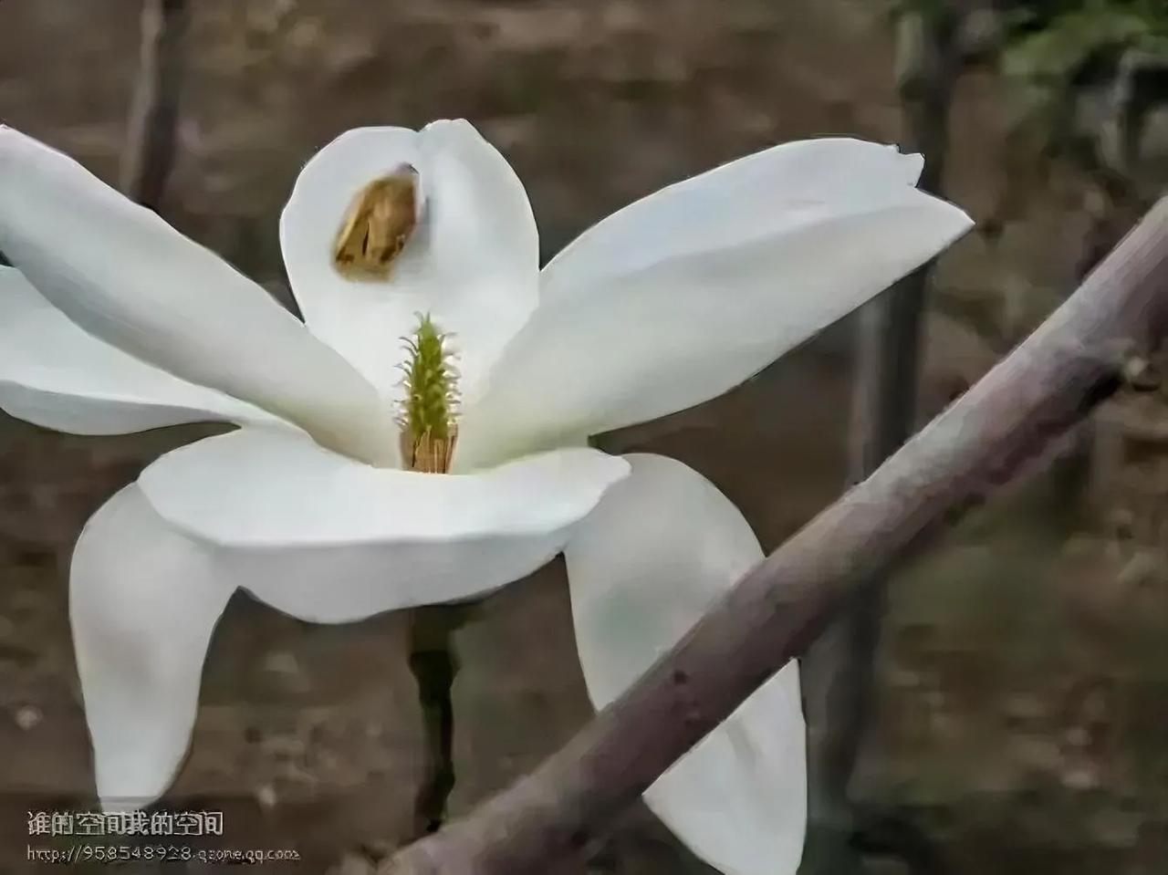 又七夕

节逢七夕月半斜，
全城热恋玫瑰花。
知春知秋知更替，
星聚星散星无涯。