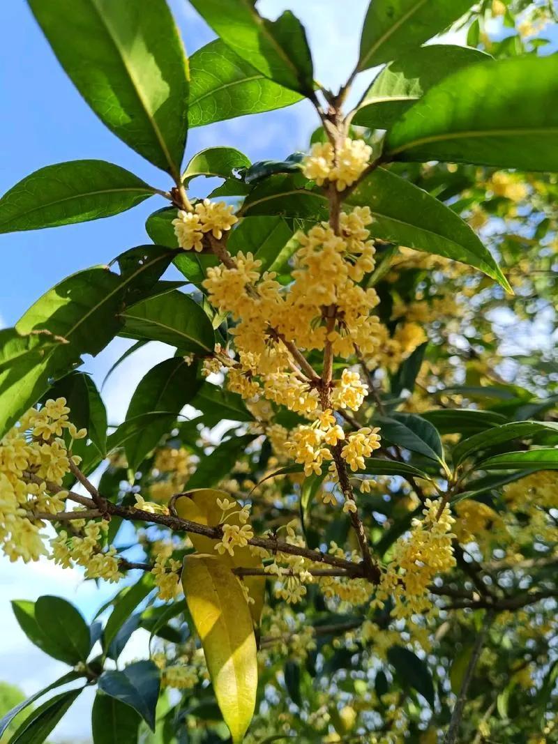 八月桂花树树香
嗡嗡嘤嘤采蜜忙
辛辛苦苦酿成蜜
他吃蜜来蜂吃糖