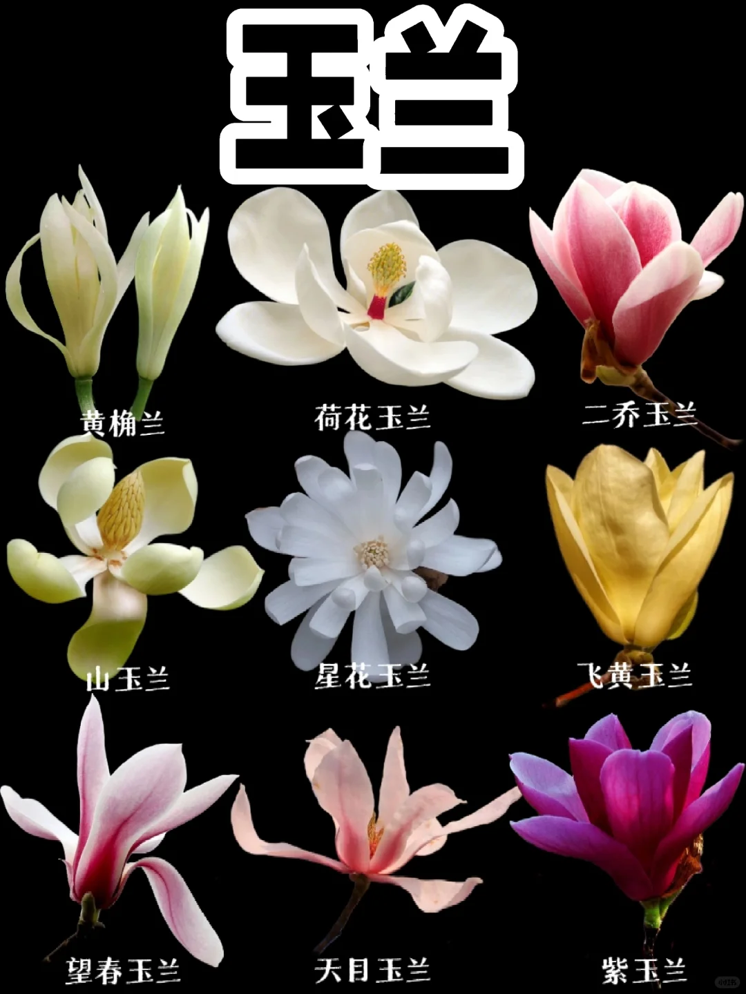 【玉兰】听说四川人最喜欢黄桷兰的香味