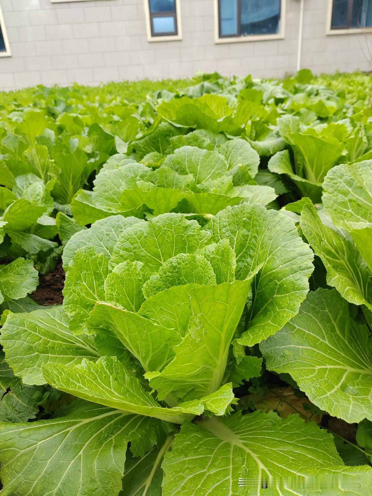 家人们谁懂啊！这大白菜长得绿油油、精神得很，就是死活不肯包心，散垮垮的，明天就立