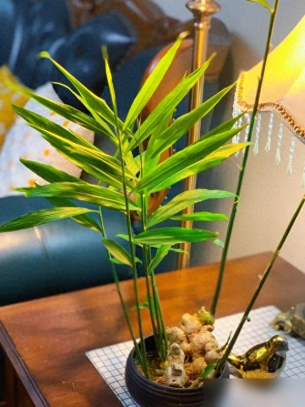 山东小伙的一盆“生姜盆景”火了，成功带偏众网友，评论区更癫