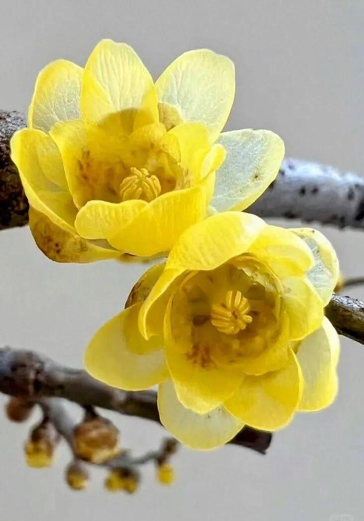 腊梅，冬日的味道

梅花或白，或红或粉，颜色比较显眼，和春天开的榆叶梅很像。而腊