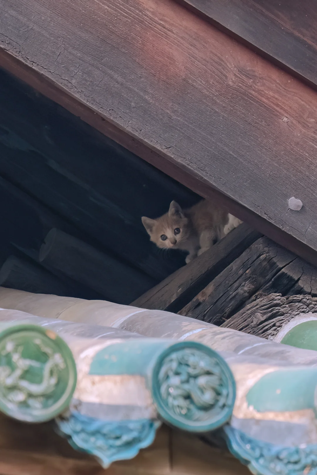 古建角落里探出个猫猫头