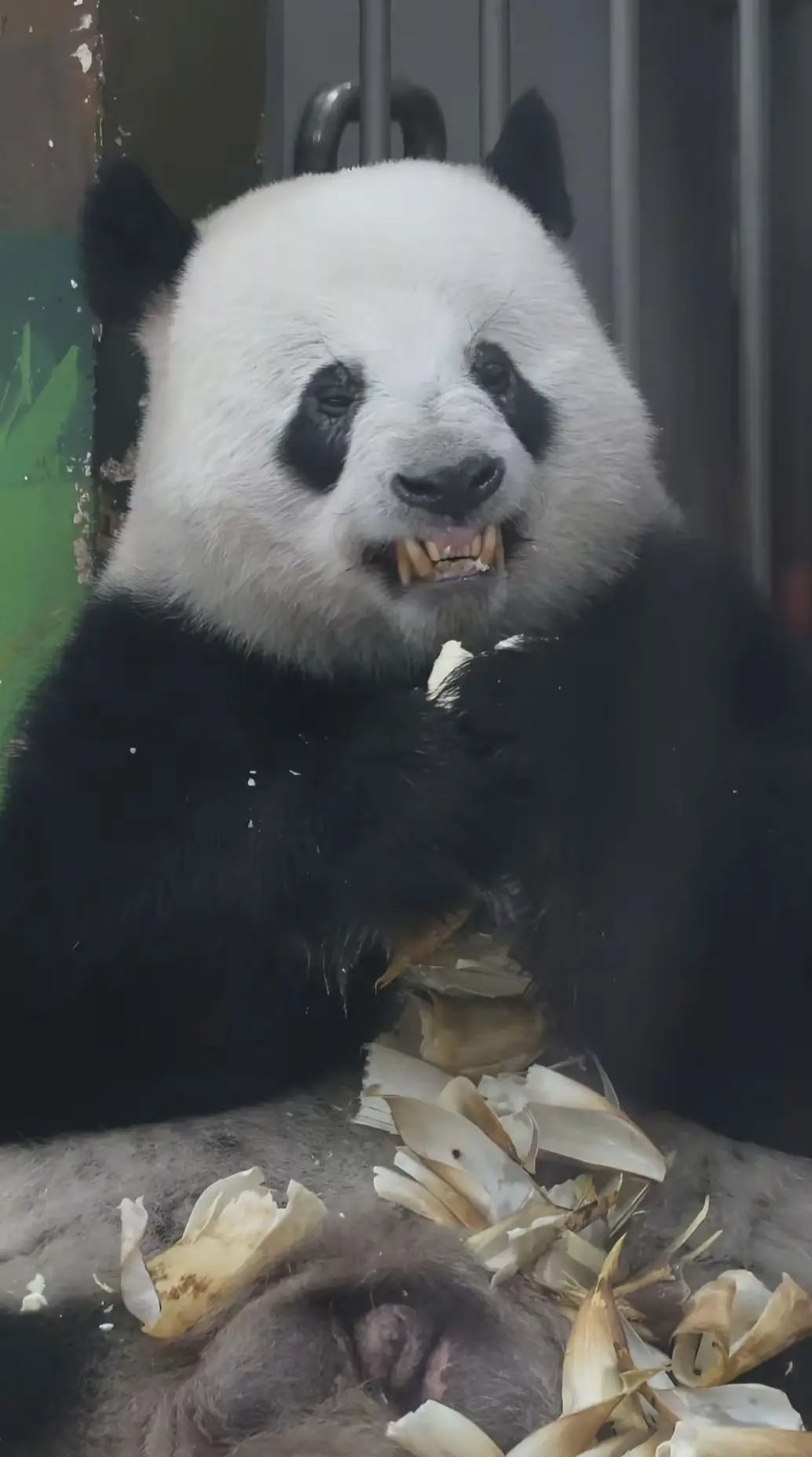 硬熊才能用的硬曲。