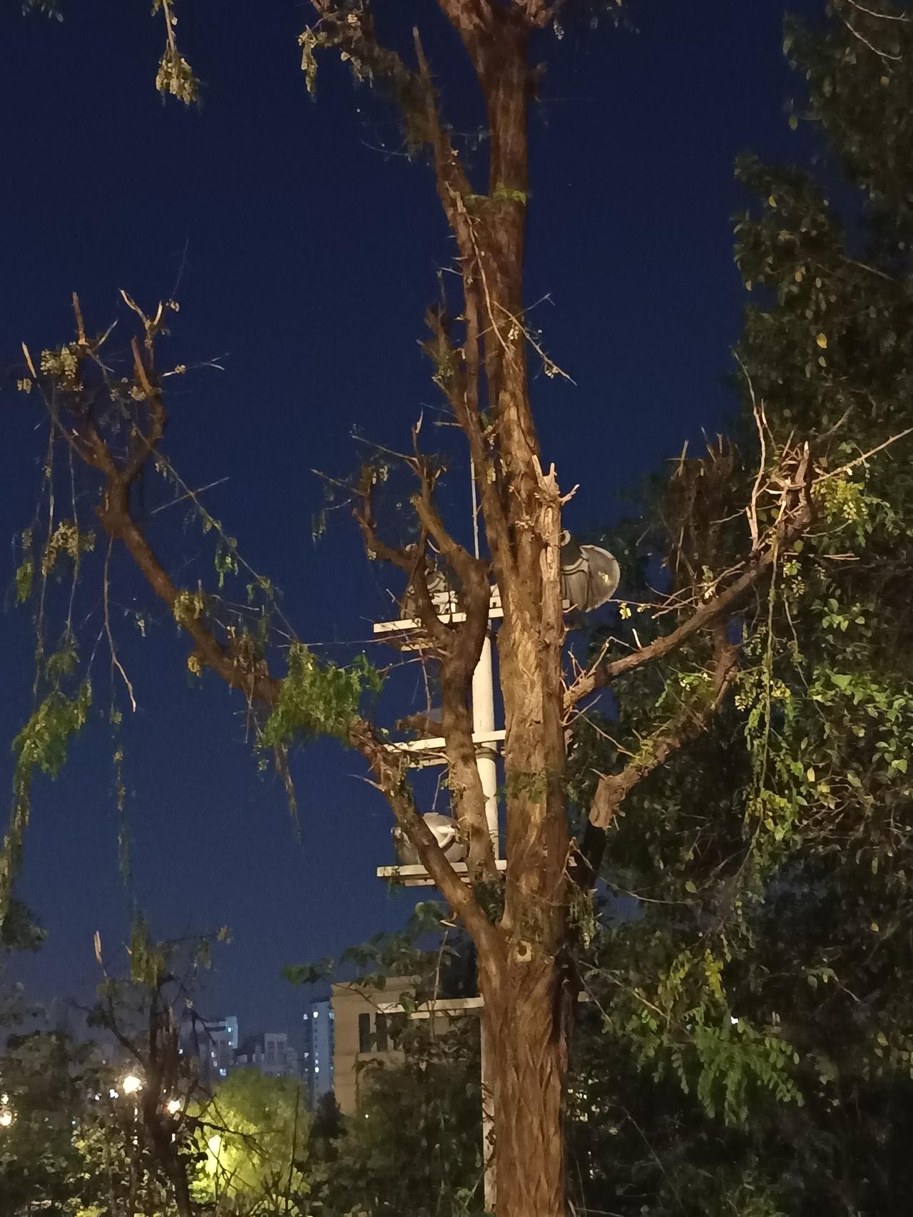 槐花树造破坏，城市里的槐花树都是观赏性第一位，农村大山里的槐花树，农民就地取材，