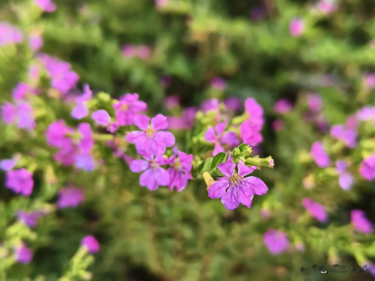 粉色的小花，像小星星一样，散步在公园路边的绿化带里。虽说花很小，一片凑在一起也很