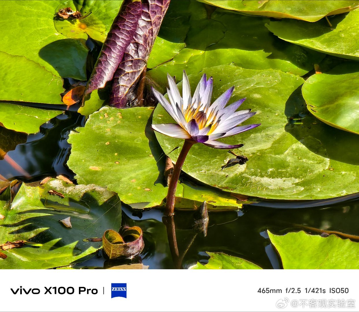 万物生长。#vivox100pro#  ​​​